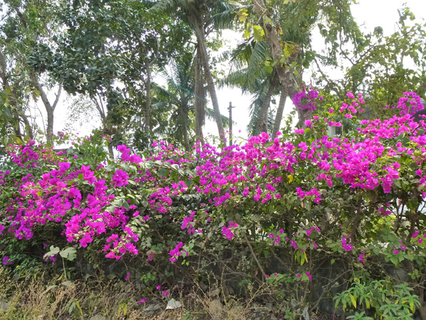 P1030397